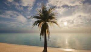 Palm Simulator 2 Lets You Live Life as a Palm Tree on Beach